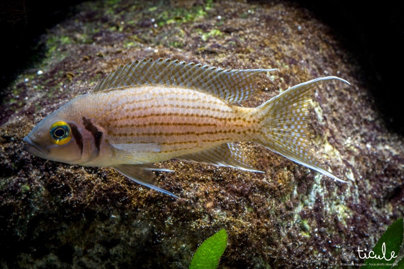 Neolamprologus olivaceous
